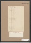 Frustulia lewisiana (Grev.) De-Toni (de-Toni-Nr.: Genus 19, Species 1161) Zeichnungen Sammlung Grunow Nr. 2266 (NHMW-BOT-W0369377)